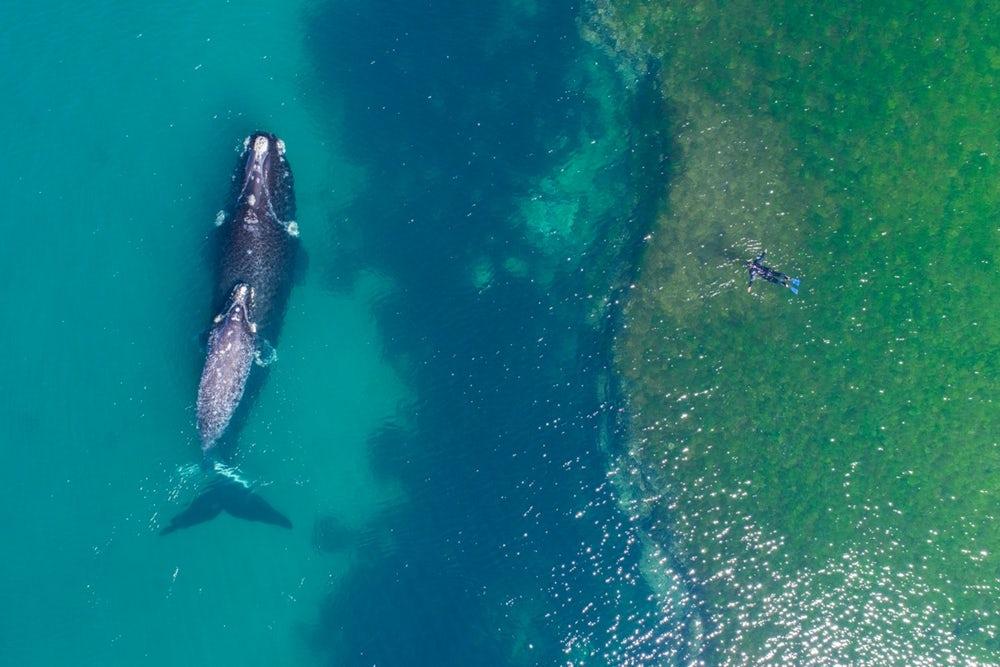 Areal view shows a swimmer appearing close to a whale