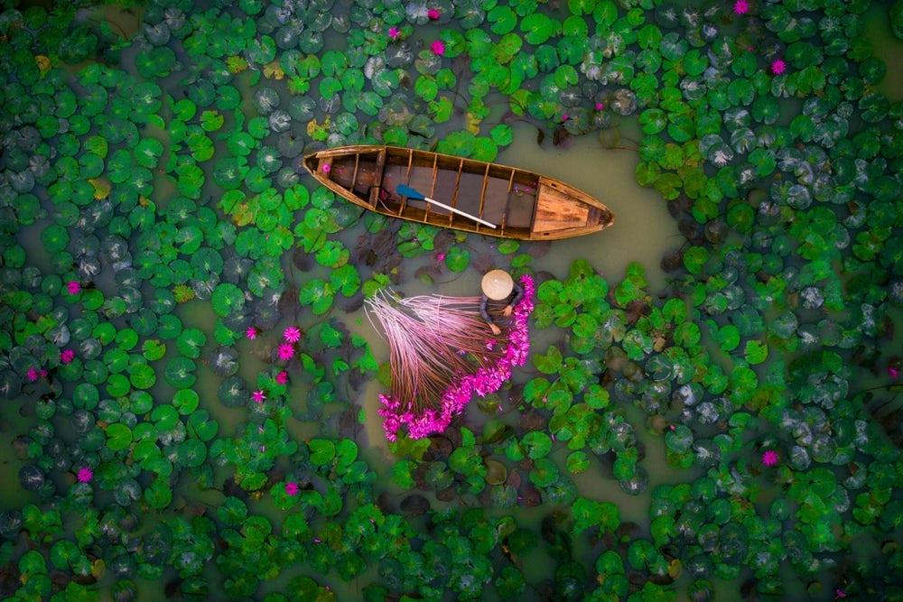 Water lilies' harvesting in Mekong Delta,  Vietnam