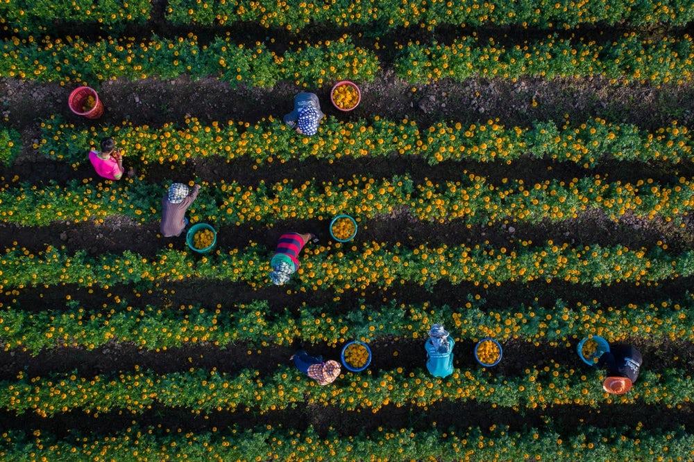 Splendid scene of Marigolds picked by gardeners in Sukhothai, Thailand. 