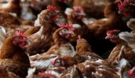Bird flu scare badly hit chicken business in Bengaluru