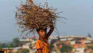 Bangladeshi forests stripped bare as Rohingya refugees battle to survive