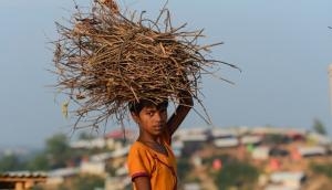 Bangladeshi forests stripped bare as Rohingya refugees battle to survive