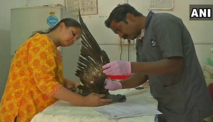 Kite festival: Gujarat government starts first-aid initiative for injured birds