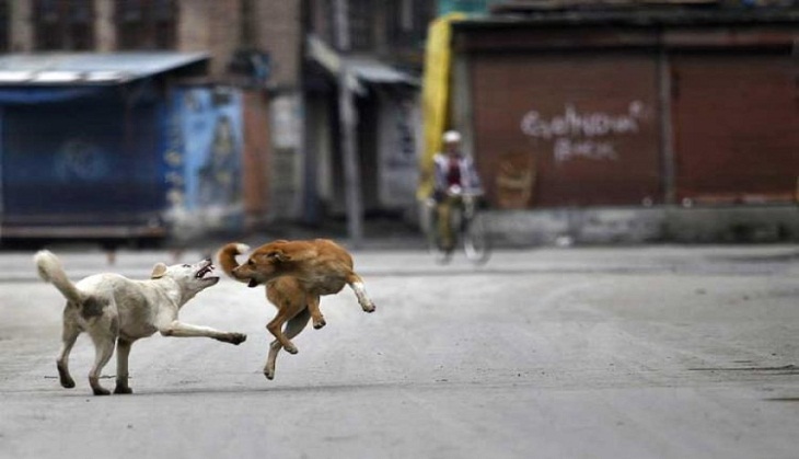 7-year-old mauled to death by stray dogs in Himachal