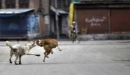 7-year-old mauled to death by stray dogs in Himachal