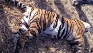 Tiger found dead in MP