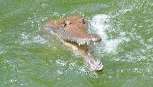 Odisha: Alert farmer survives crocodile attack in Kendrapara district 