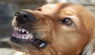 FIR against owner after dog bites UNESCO representative