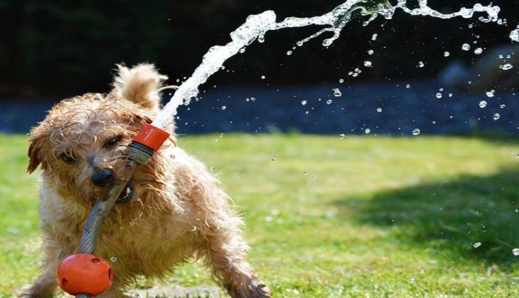 Struggling with your mental health, your pet may help you