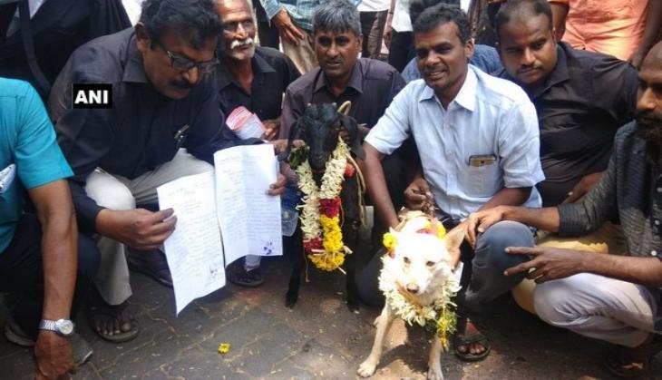 Divorce petition filed against dog, goat marriage