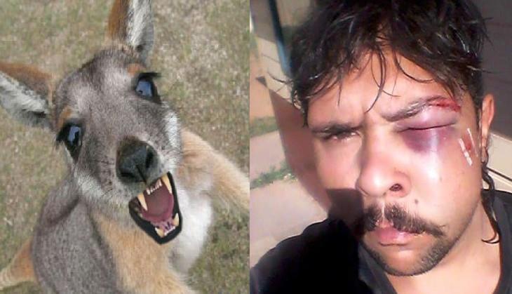 Kangaroo attacks on hunter.jpg
