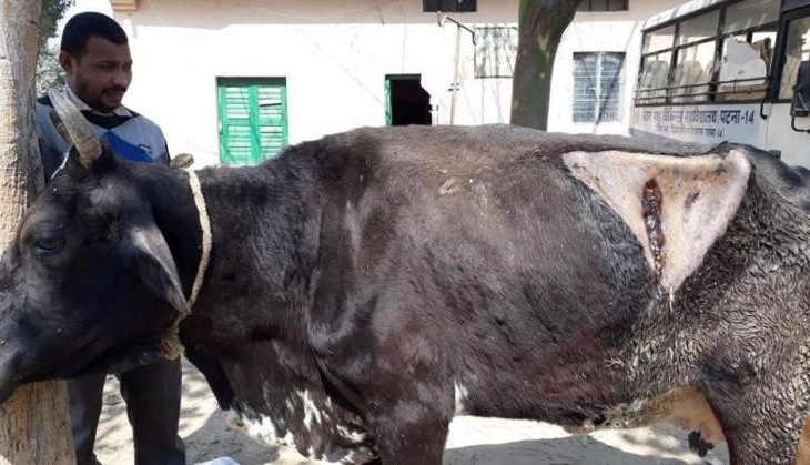 cow stomach