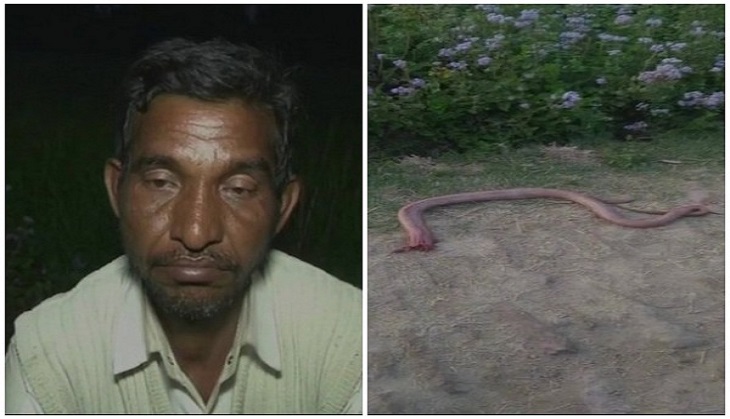 UP farmer bites off snake's hood in retaliation