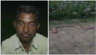 UP farmer bites off snake's hood in retaliation