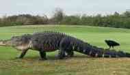 The 15-foot monster alligator 'Chubbs' visits Florida golf course again, and is bigger than ever