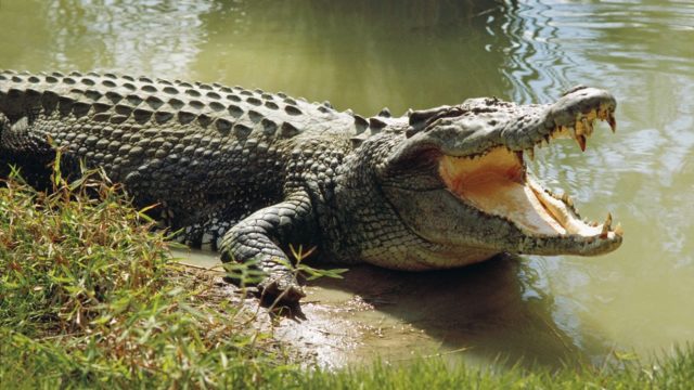 Brave Show: 12-year-old boy saves uncle from crocodile's clutches