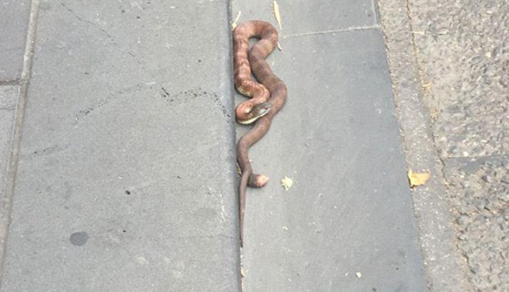 snake