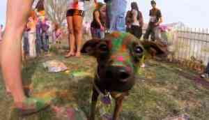 Protect your furry friend from toxic Holi colors