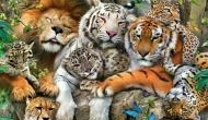World Wildlife Day: Can we save the Big cat family?