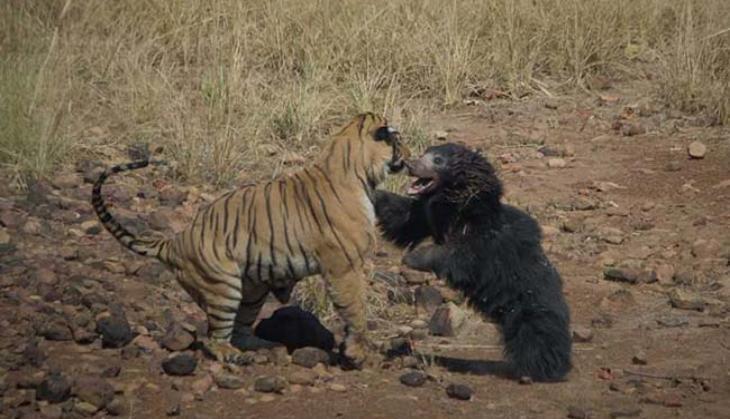 tiger and bear