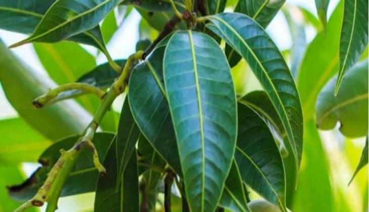 mango leaves