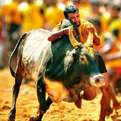 PETA Probe: A report on cruelty towards animal in Jallikattu events