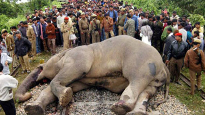 Assam Man-Animal Conflict: Hundred elephants and animal die unnaturally 