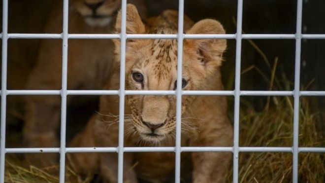  Jeddah Spring Festival 2018: Young girl attacked by lion cub