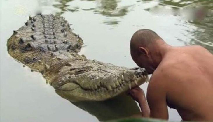 crocodile babiya