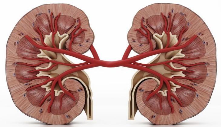 kidney