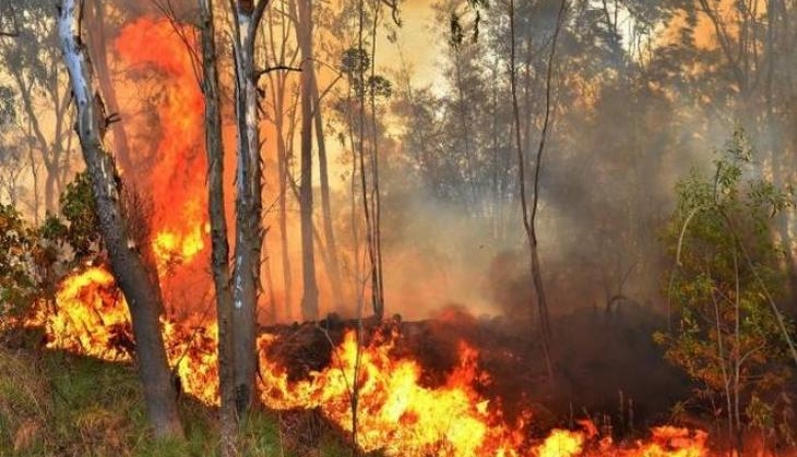 forest fire