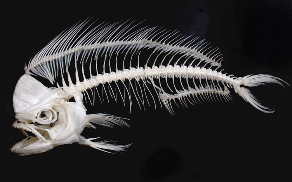 Ehhh! Chinese doctor removes 100 fish bones from man's rectum