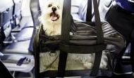 Dog dies in New York-bound United Airline after forcefully placed in overhead luggage bin