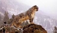 Endangered snow leopards witness a surge in Himalayas