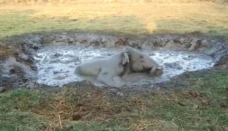 Elephant in swampy pit