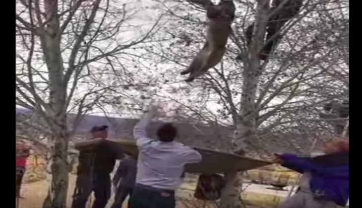 Lion_on_tree