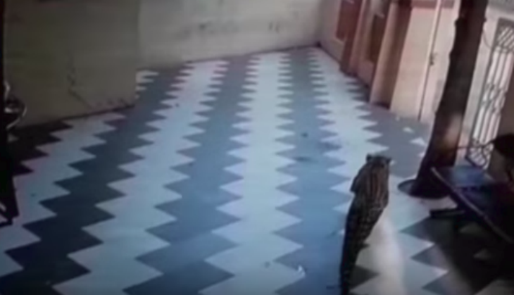 Leopard