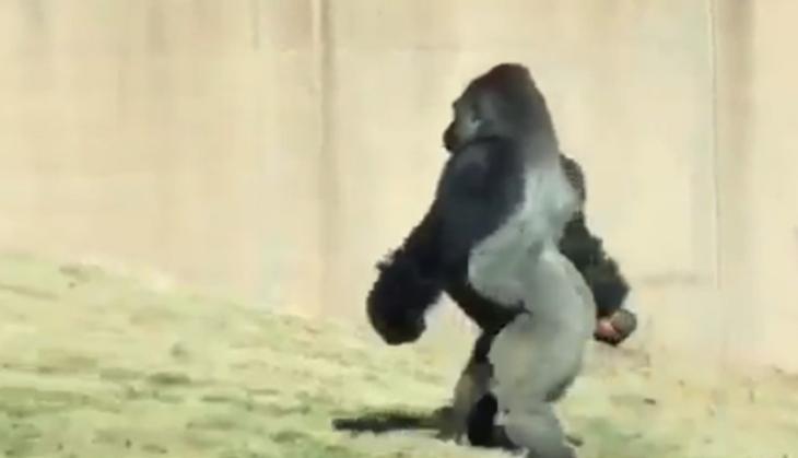 Gorilla walking