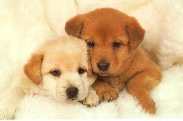 National Puppy Day: Don't fall prey to puppy scams