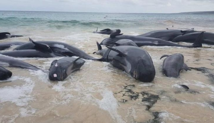 More than 120 whales die in mass stranding on Chatham Islands