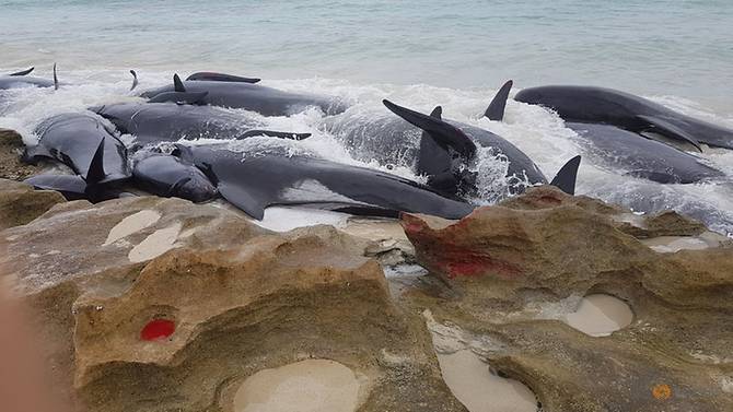 150 short-finned pilot whales died in mass Australia beaching  