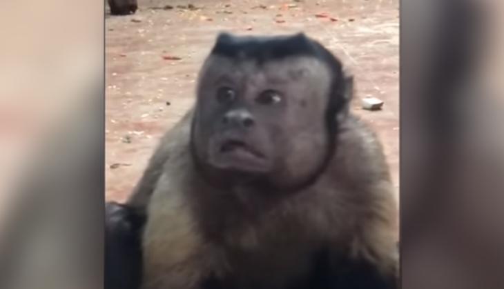 Monkey with human face