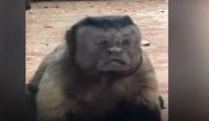 Viral Video: Have you seen any monkey man? This monkey with a human like face will surely make you believe in one