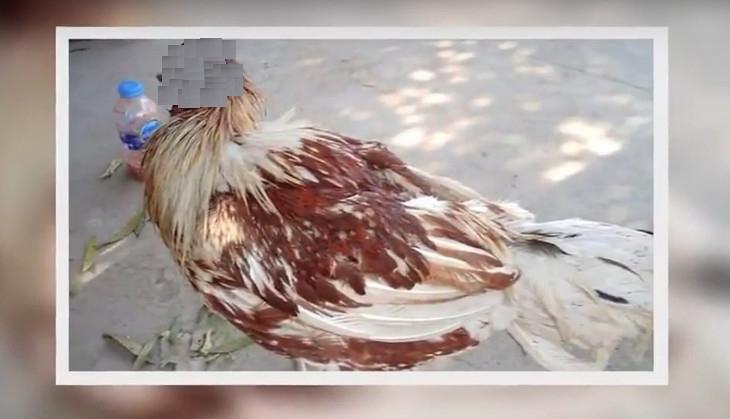 Headless chicken survived Thailand.jpg