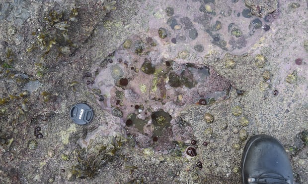 After Sauropoda dinosaur, flesh-eating dinosaur found in Scotland's Isle of Skye