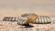 Snake-up-the-jeans video: A man removes a tiger snake from his pant leg