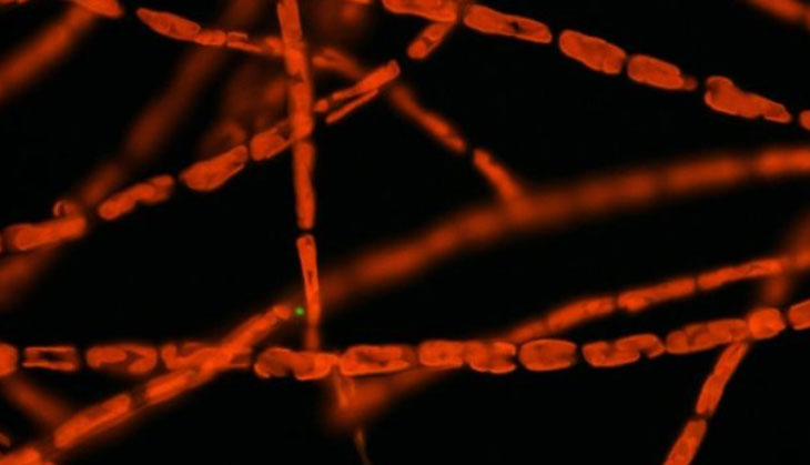 How microscopic marine algae impact global climate and Indian monsoon 