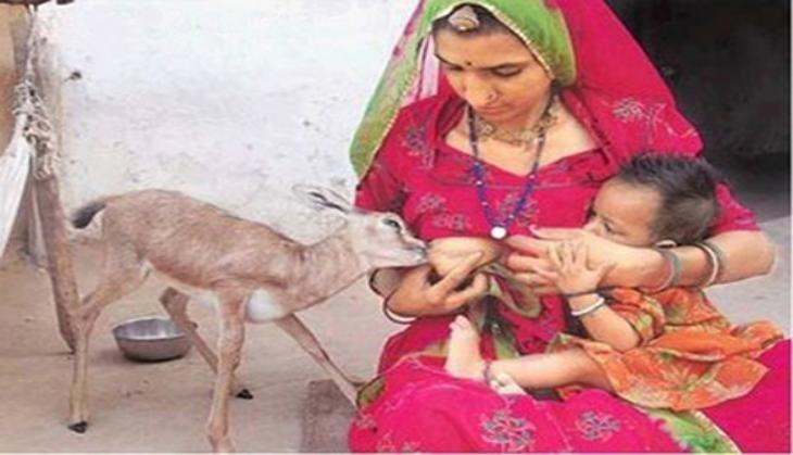 Bishnoi Woman
