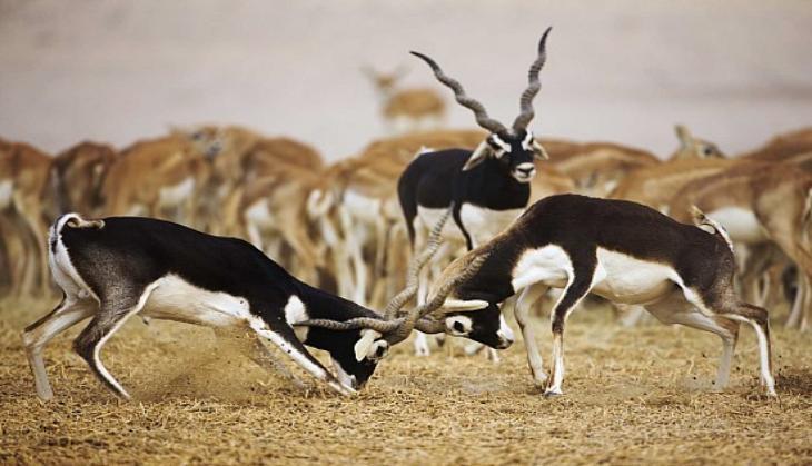 black buck