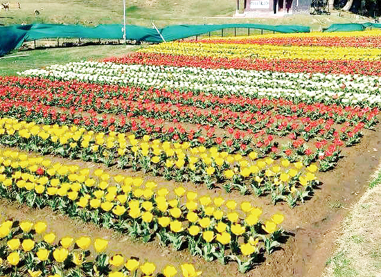 Jammu gets its first tulip garden at Sanasar